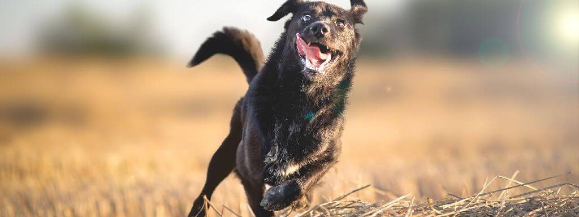 Dog having zoomies in a field.