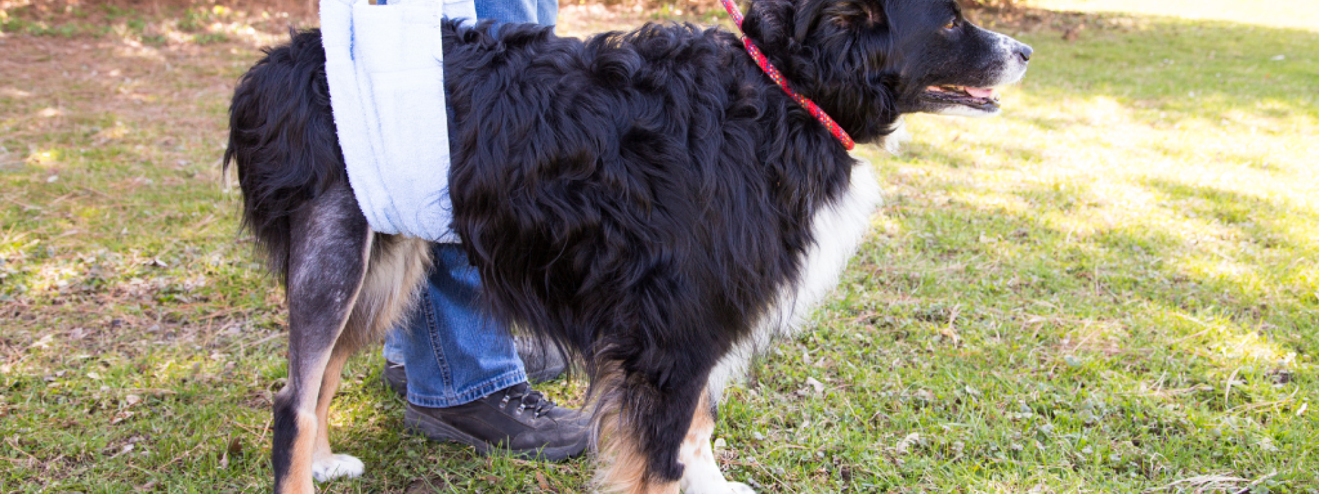 Bernese Mnt Dog with TTA recovery.